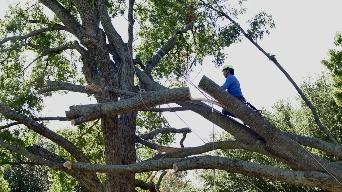 Professional Hazardous Tree Removal performed by certified arborists in Sawyerville