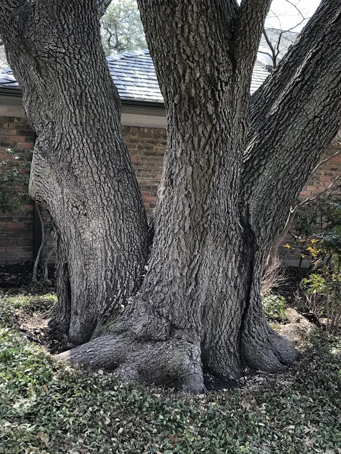 Mature heritage tree close to a Sawyerville property cared for by certified arborists